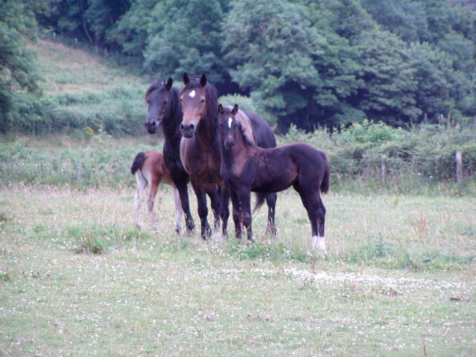 Picture of Leading Light and Lucky Lady
