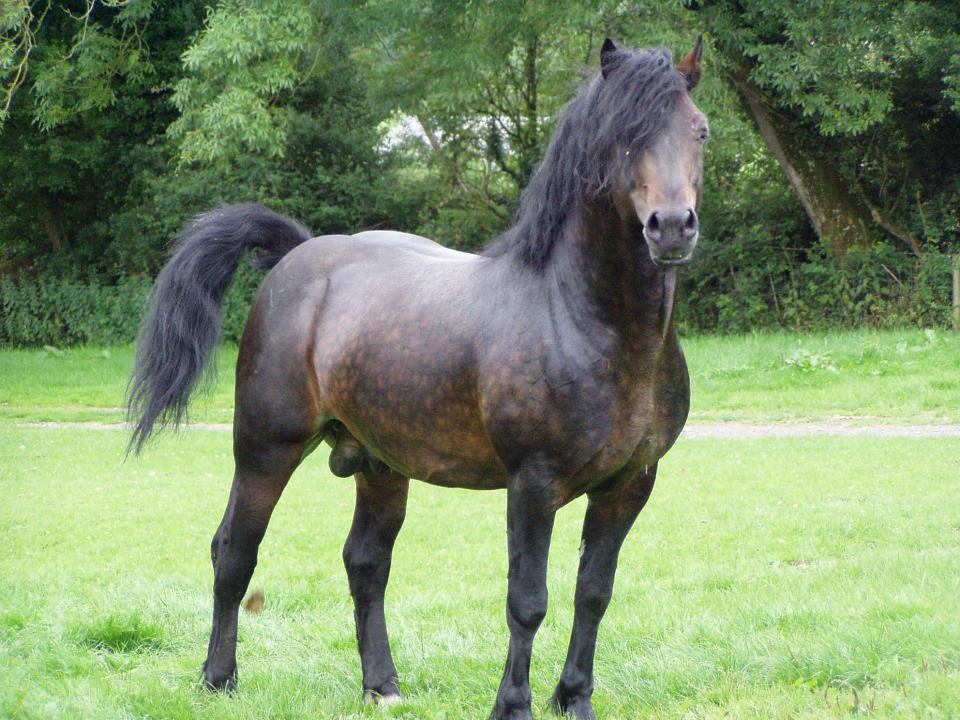 Picture of Coed Newydd Kalypso