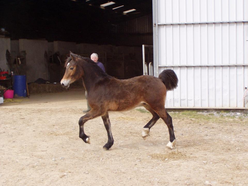 Picture of Coed Newydd Real Mccoy