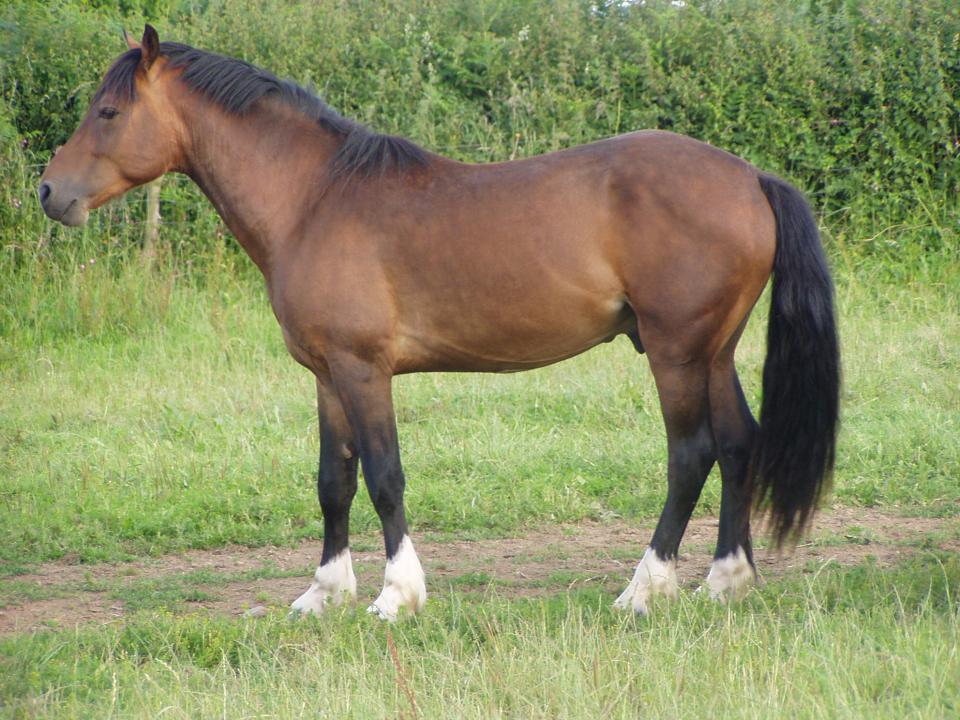 Coed Newydd Sir Harry