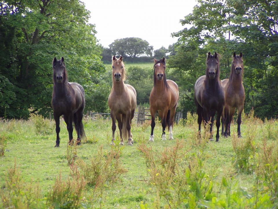 Some of our mares 2016