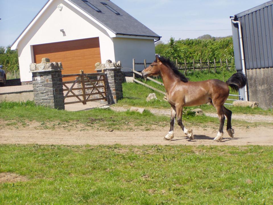 Picture of Coed Newydd Sir Harry