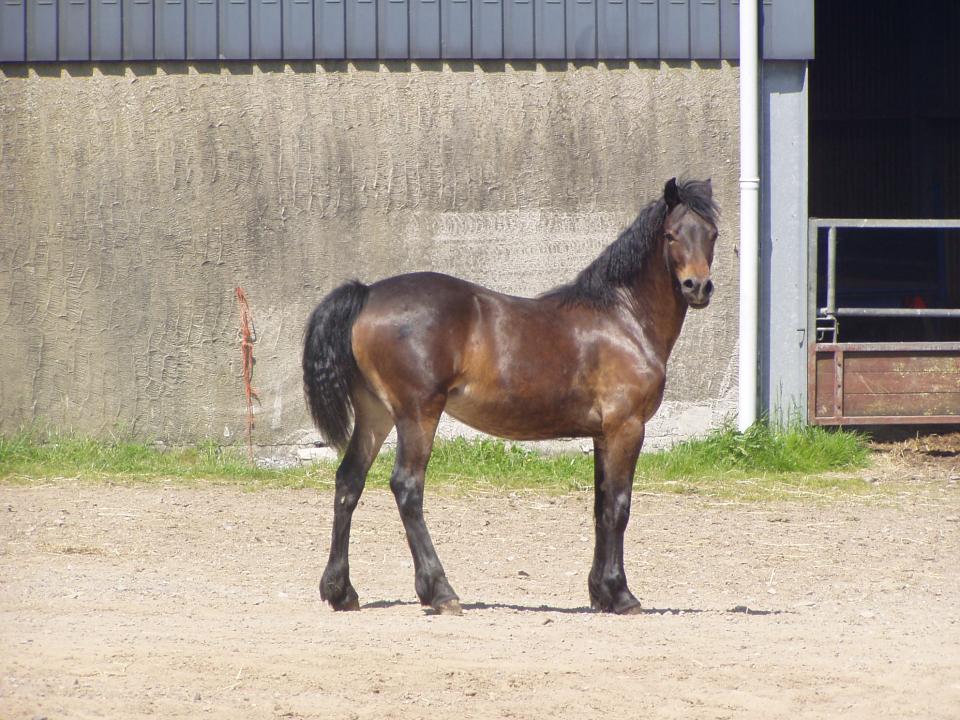 Picture of Coed Newydd Super Lady
