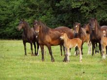 Picture of a Group of Mares