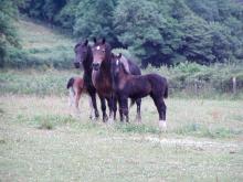 Picture of Leading Light and Lucky Lady