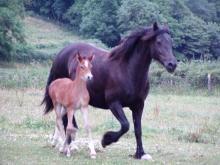 Picture of Coed Newydd Lucky Lady & foal