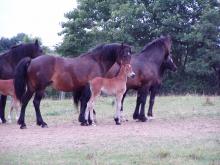 Picture of Coed Newydd Liberty & filly foal