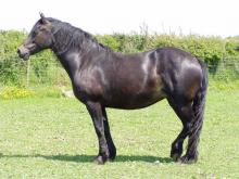 Picture of Coed Newydd Mademoiselle