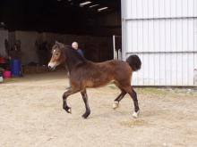 Picture of Coed Newydd Real Mccoy