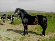 Picture of Coed Newydd Magic