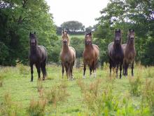 Some of our mares 2016