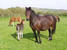 Picture of Coed Newydd Eclipse