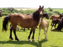 Coed Newydd Nerys and foal